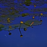 DSC_0653a