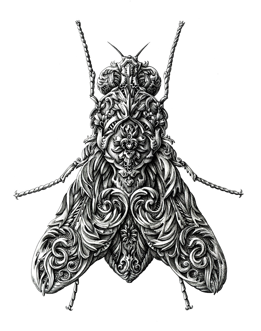 3. little-wings-insect-drawings-alex-konahin-2